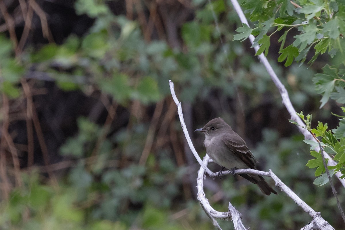 Western Wood-Pewee - ML637704689