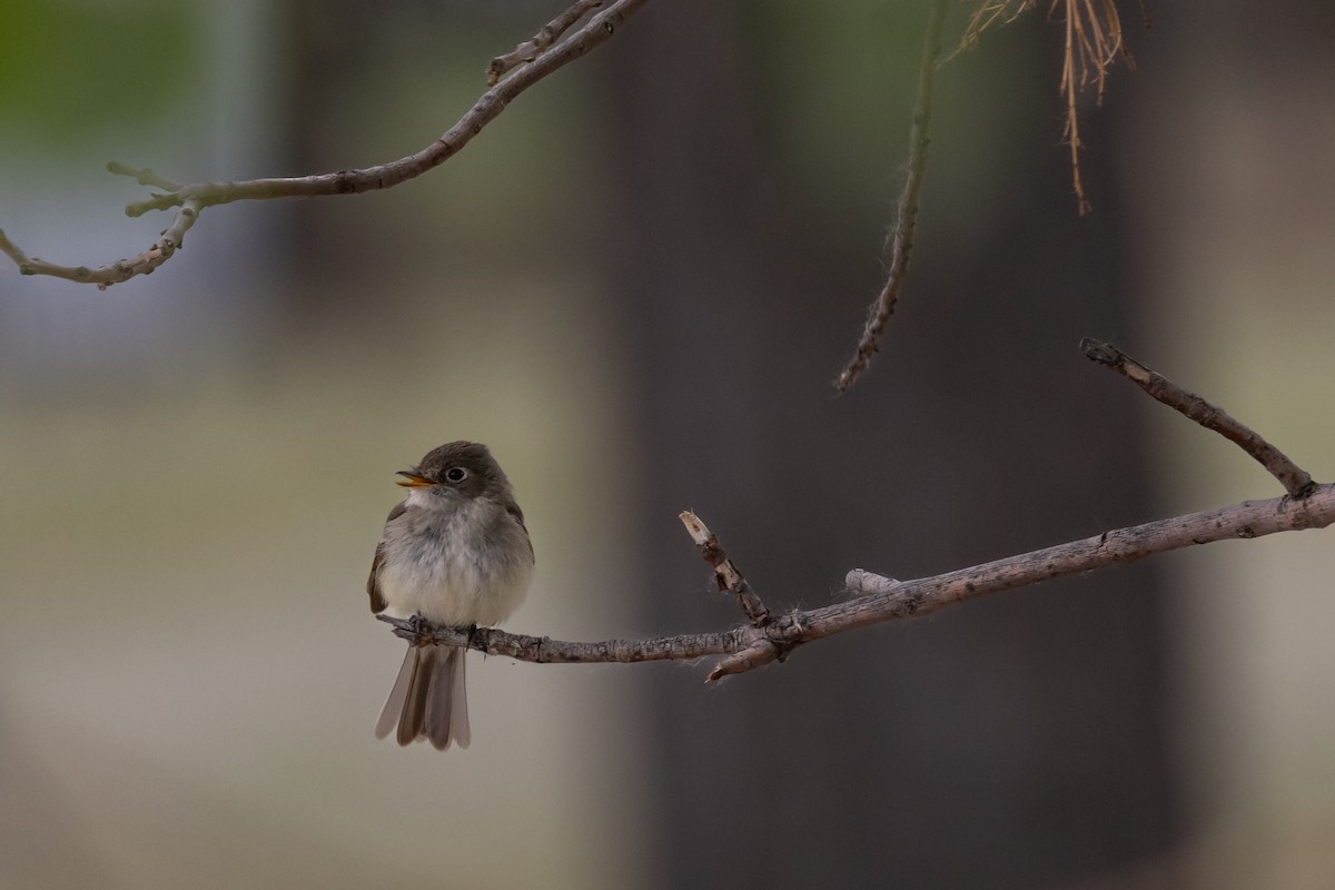 Least Flycatcher - ML637704694