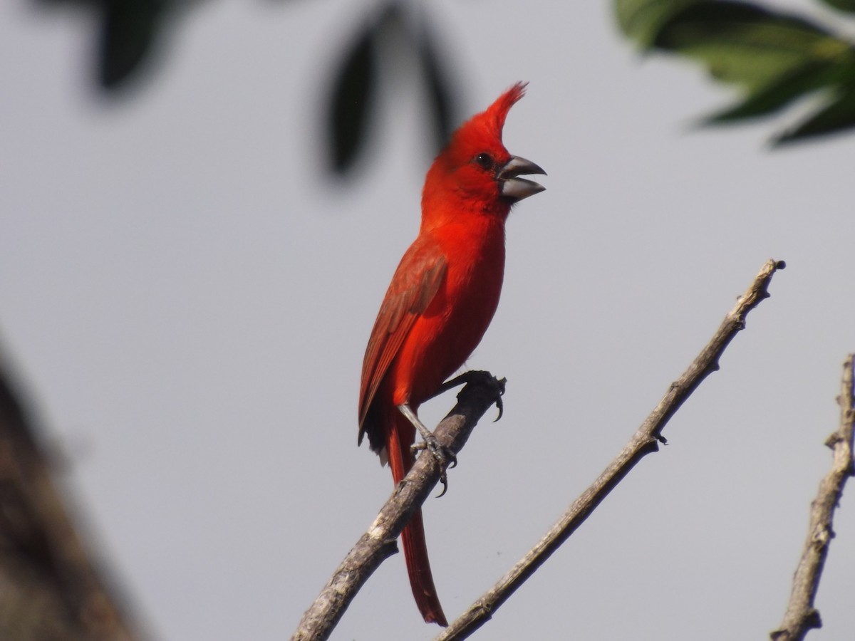 Vermilion Cardinal - ML637704699
