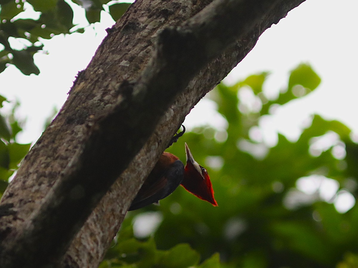 Red-necked Woodpecker - ML637704701