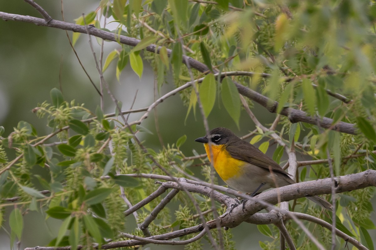 Yellow-breasted Chat - ML637704706