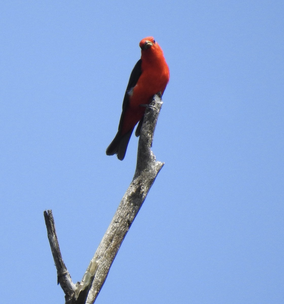 Scarlet Tanager - ML637704707