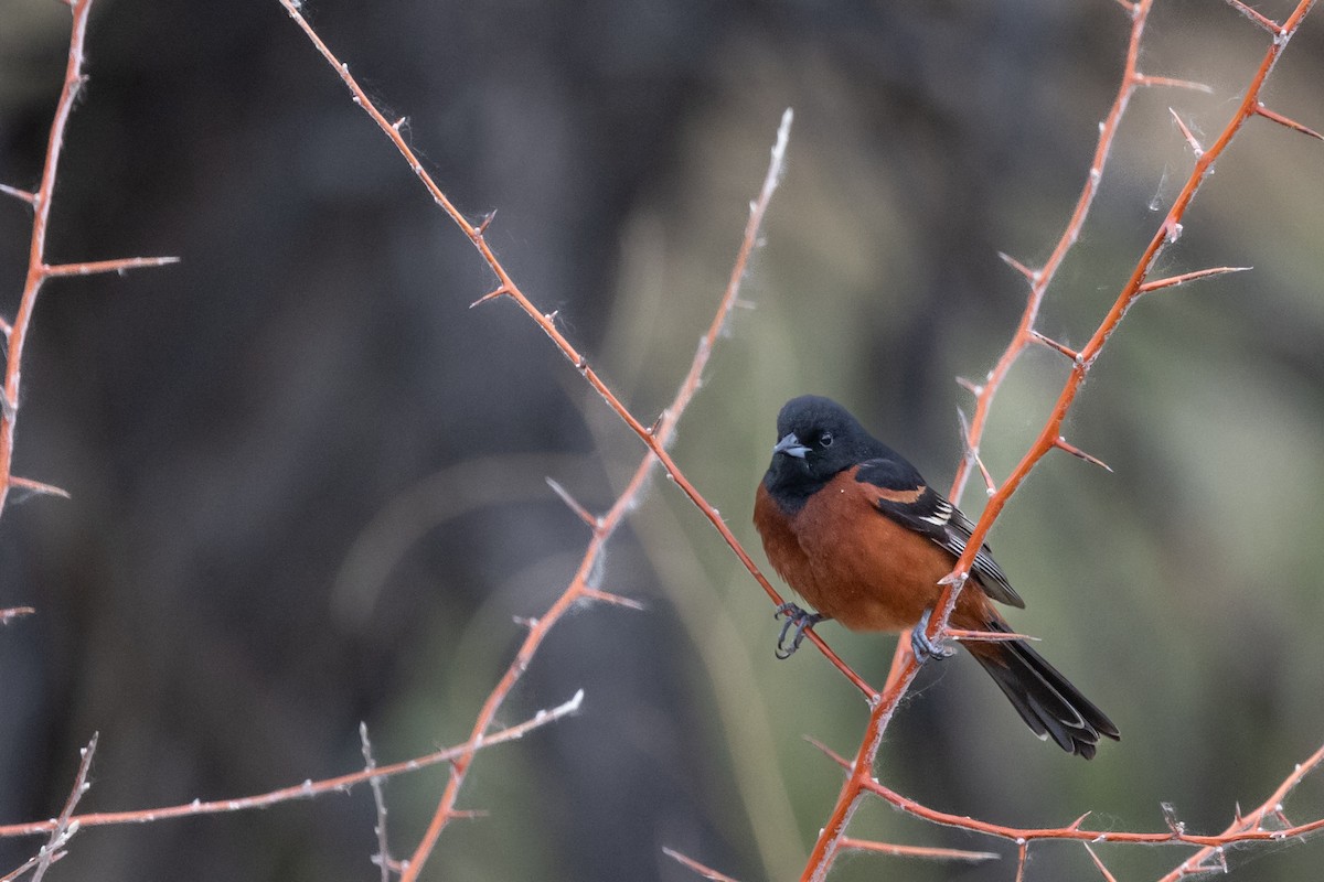 Orchard Oriole - ML637704714