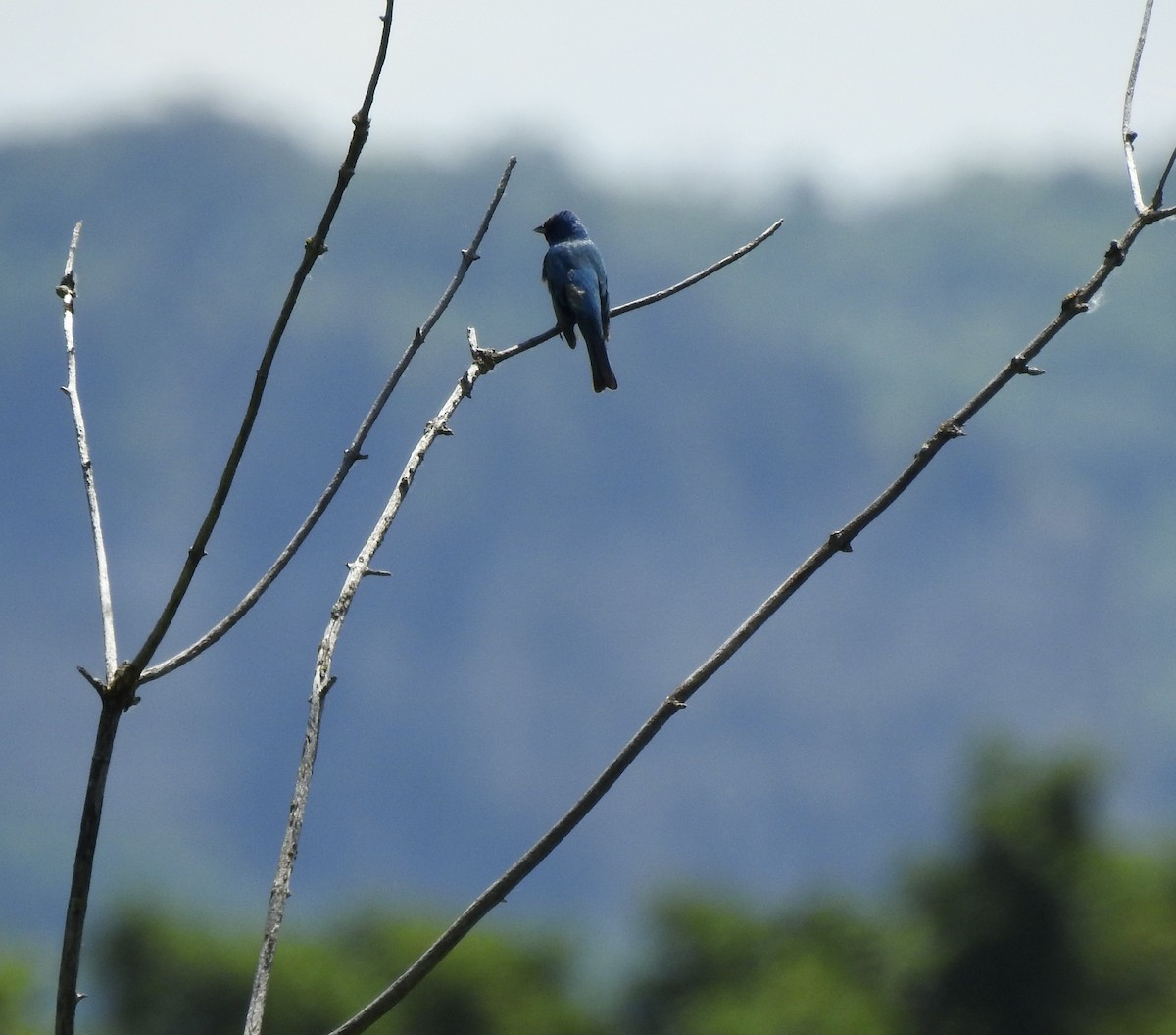 Indigo Bunting - ML637704720