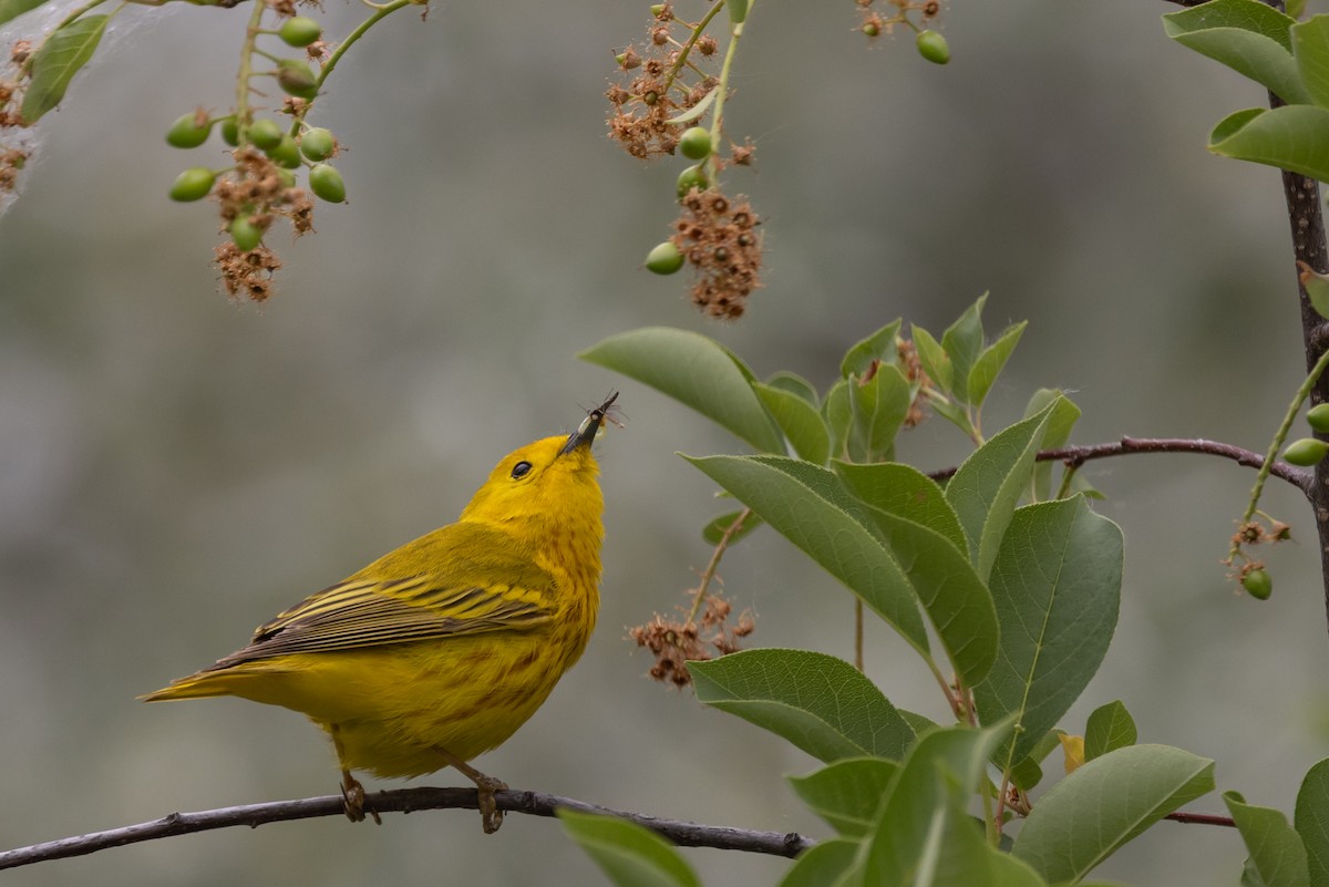Yellow Warbler - ML637704722