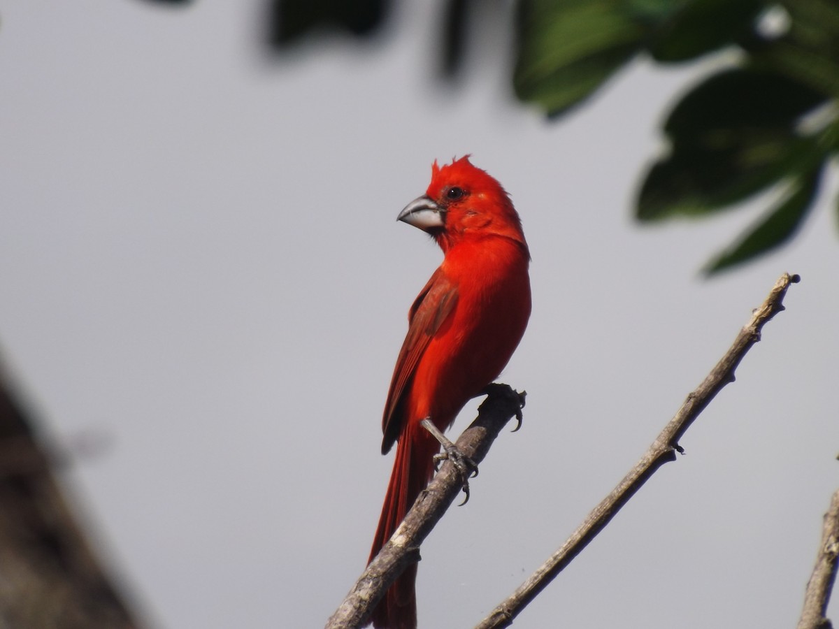 Vermilion Cardinal - ML637704733
