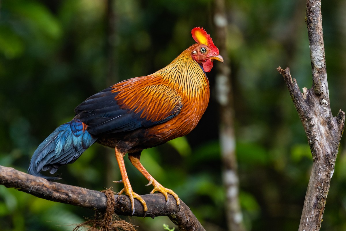 Sri Lanka Junglefowl - ML637704735