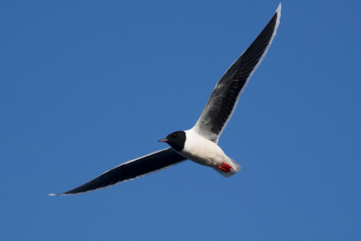dvergmåke - ML637704738