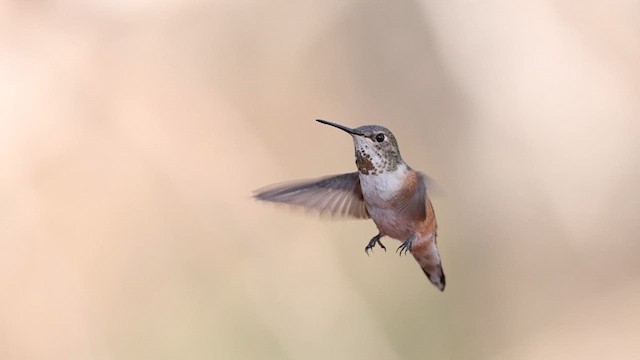 rødkolibri - ML637704765