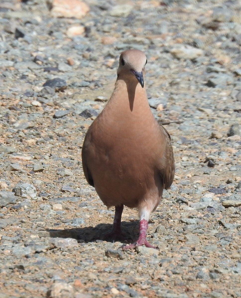 White-winged Dove - ML637704787