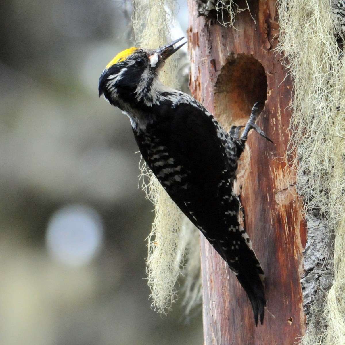 American Three-toed Woodpecker - ML637704876