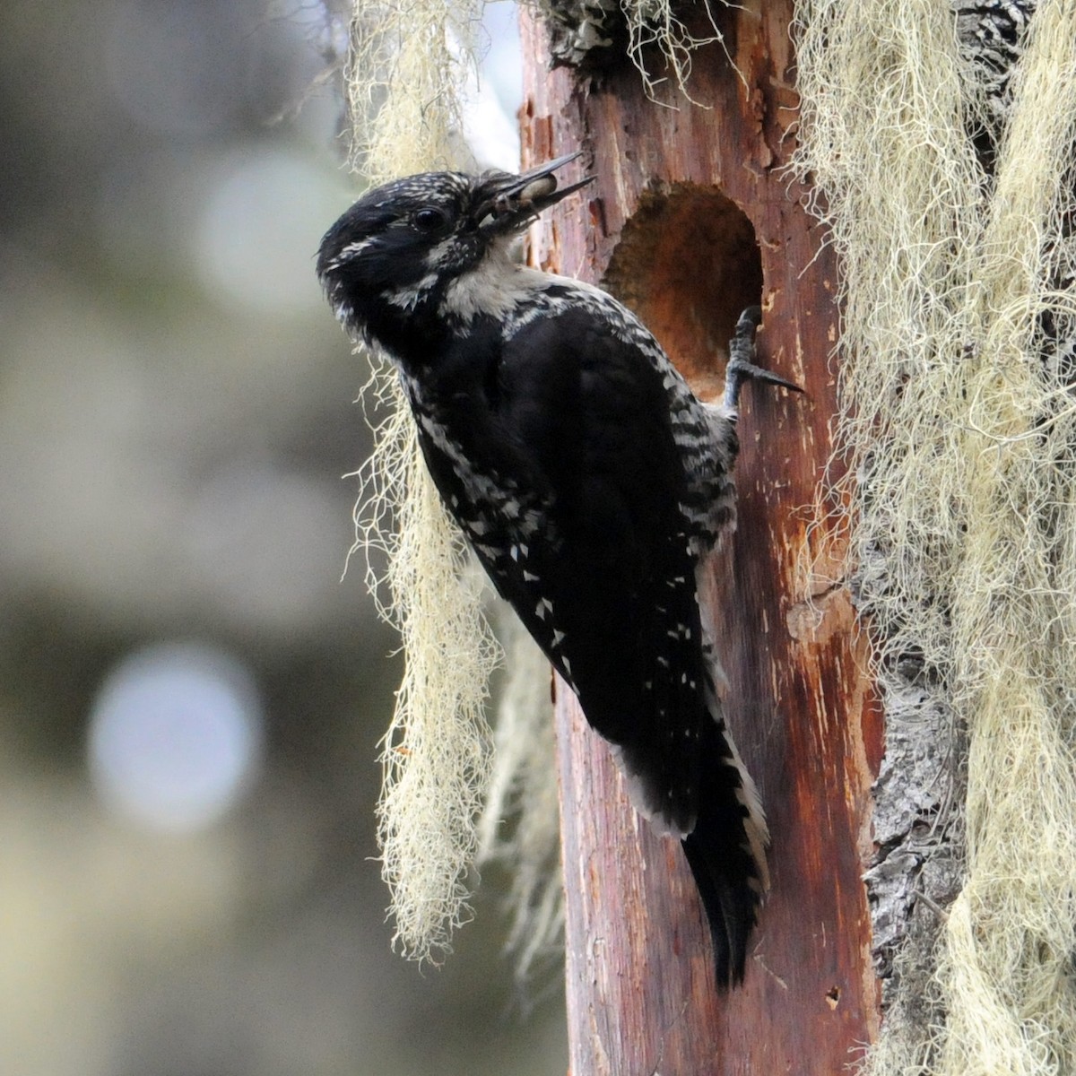 American Three-toed Woodpecker - ML637704877