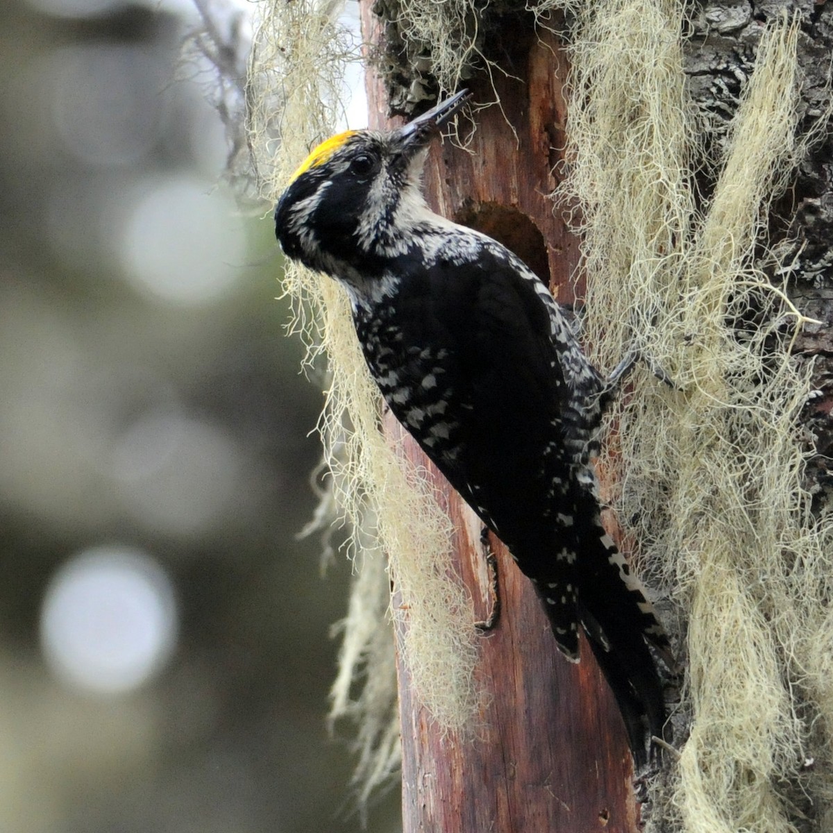 American Three-toed Woodpecker - ML637704878