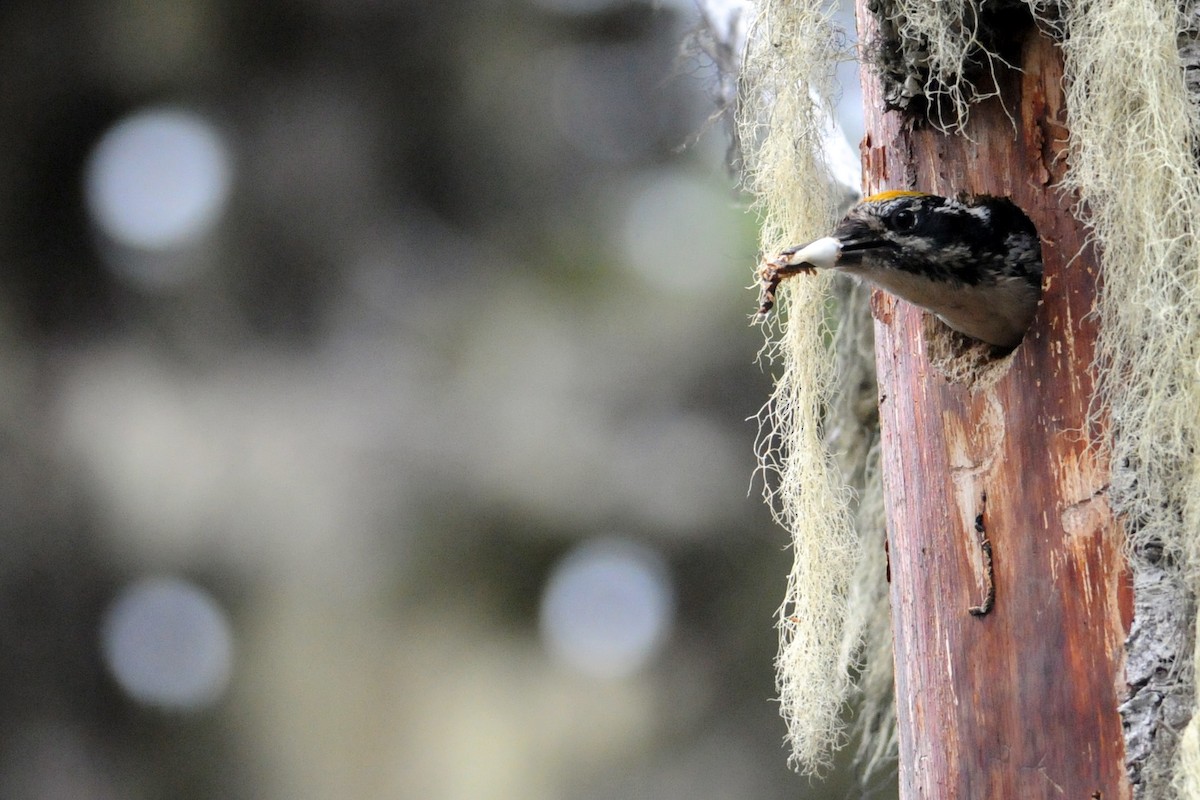 American Three-toed Woodpecker - ML637704879