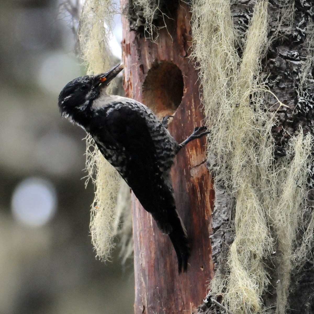American Three-toed Woodpecker - ML637704880