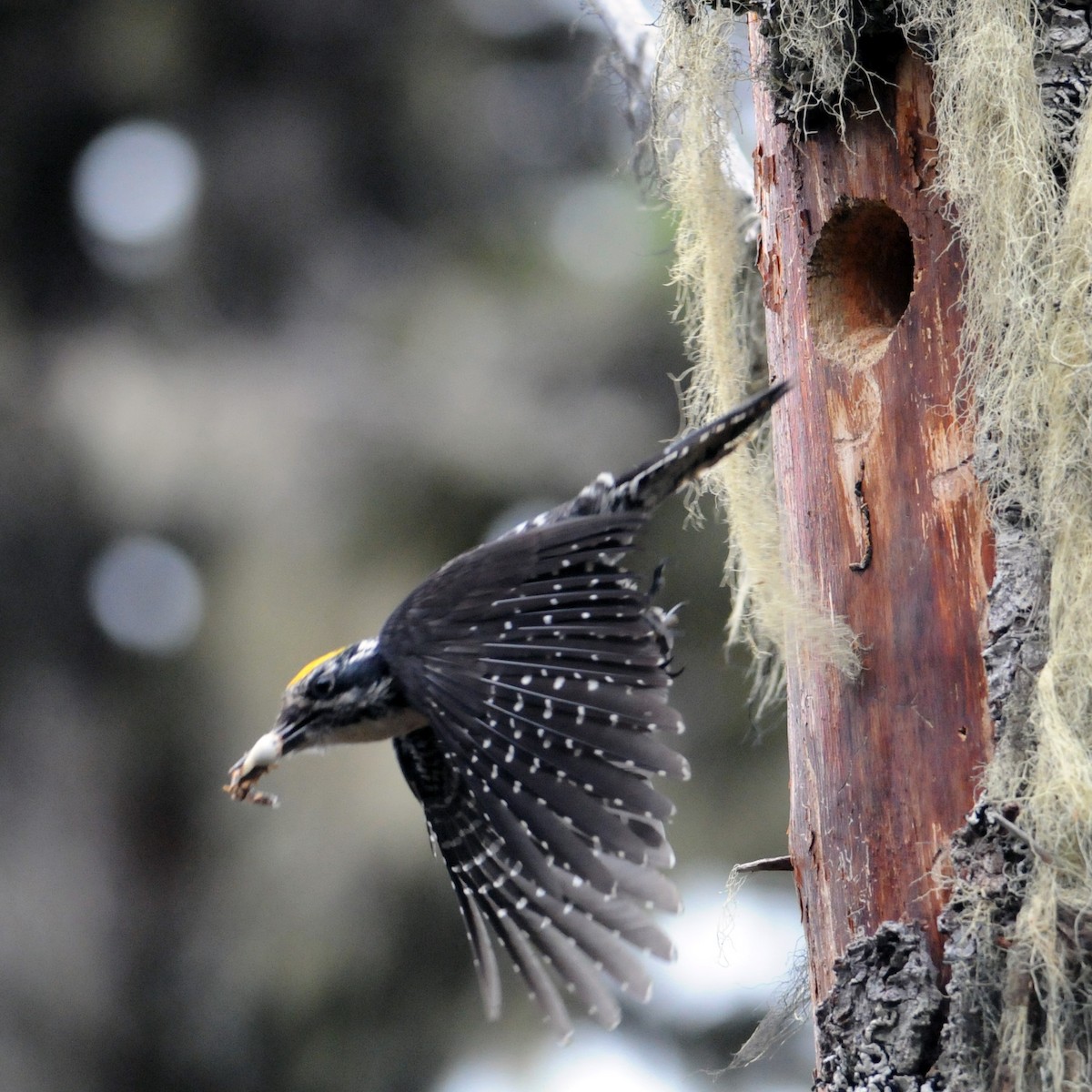 American Three-toed Woodpecker - ML637704881