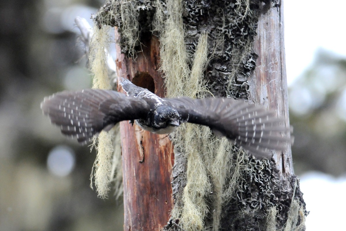 American Three-toed Woodpecker - ML637704882