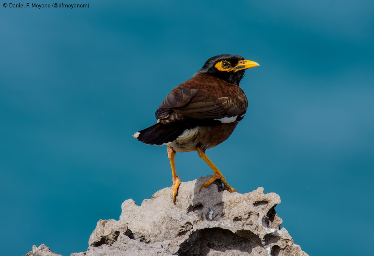 Common Myna - ML637704887