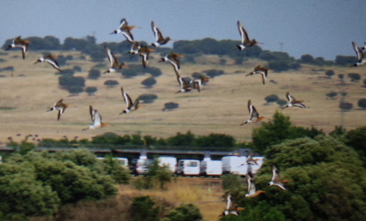 Black-tailed Godwit - ML637704892