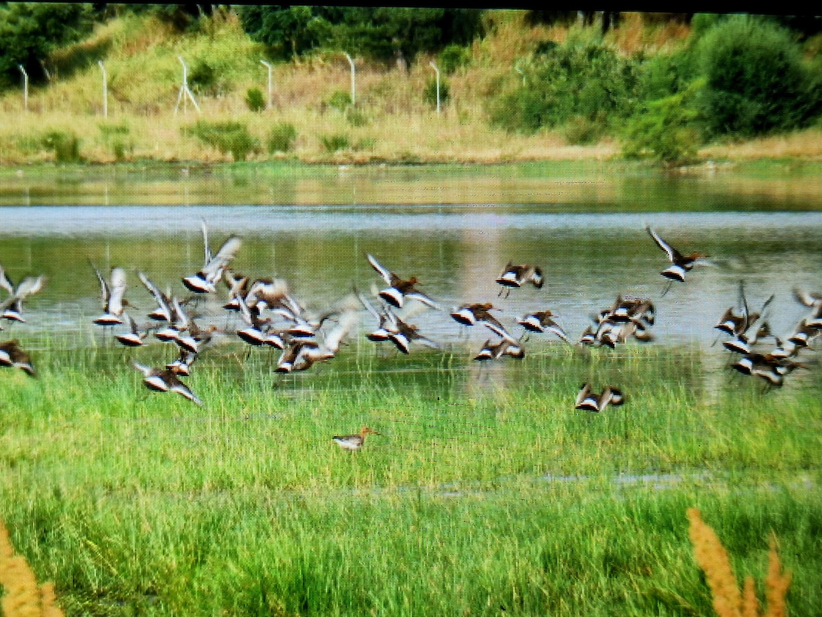 Black-tailed Godwit - ML637704893