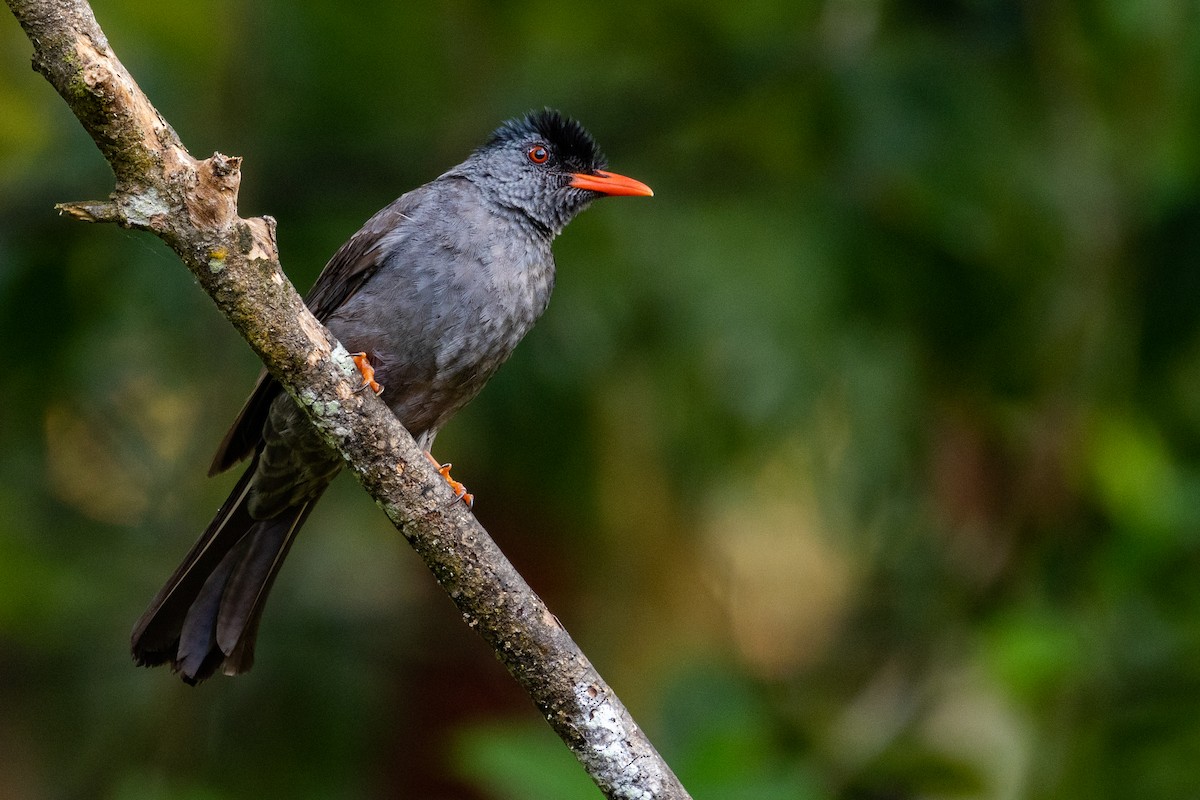Square-tailed Bulbul - ML637704895