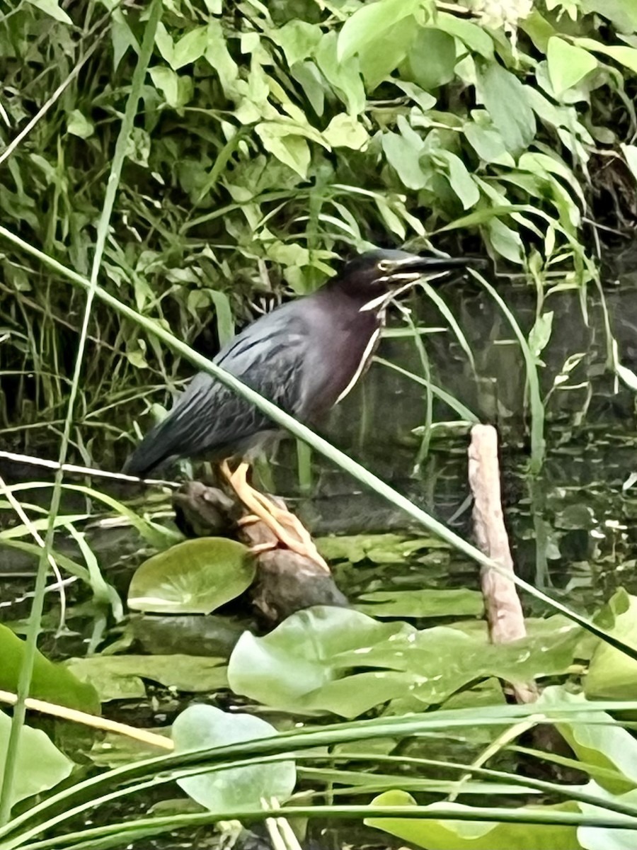 Green Heron - ML637704955