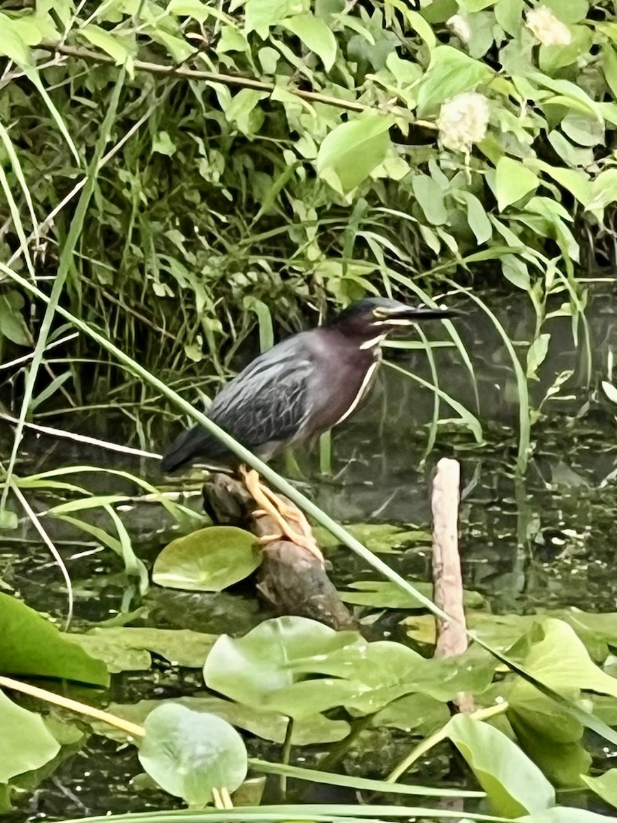 Green Heron - ML637704956