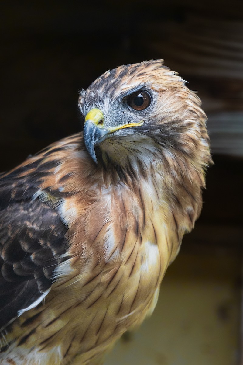 Red-tailed Hawk - ML637704981