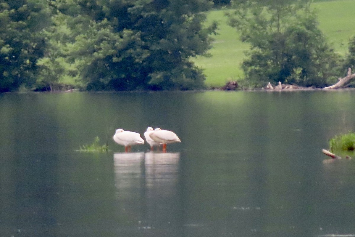 American White Pelican - ML637705002