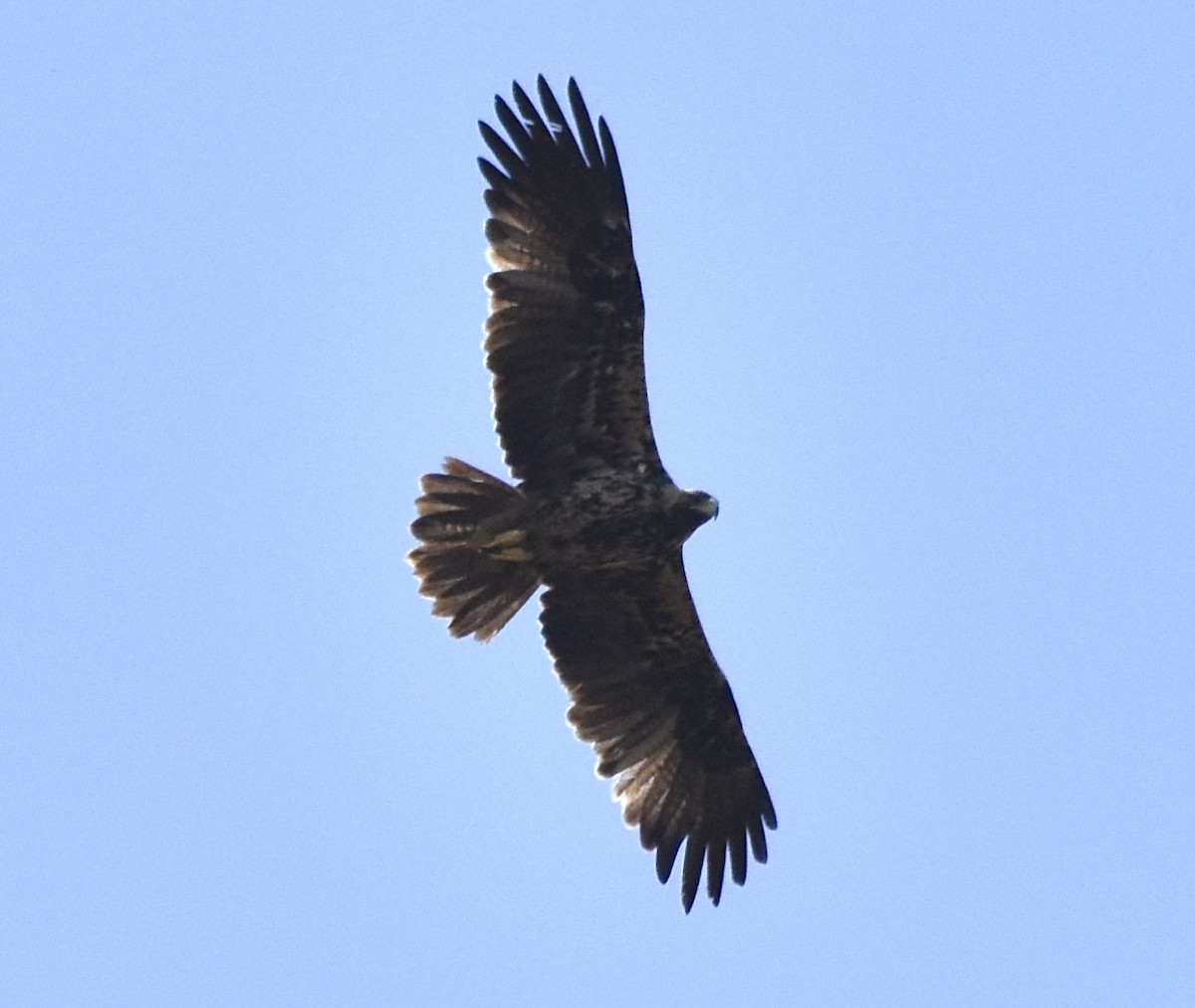 Spanish Eagle - ML637705006