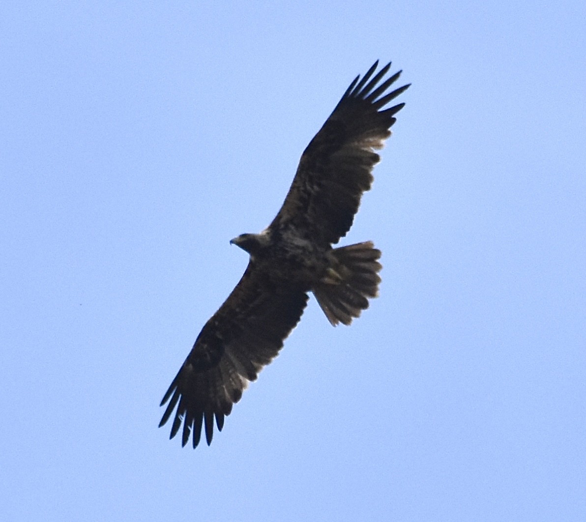 Spanish Eagle - ML637705007