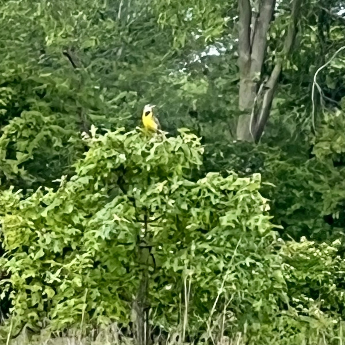 Eastern Meadowlark - ML637705046