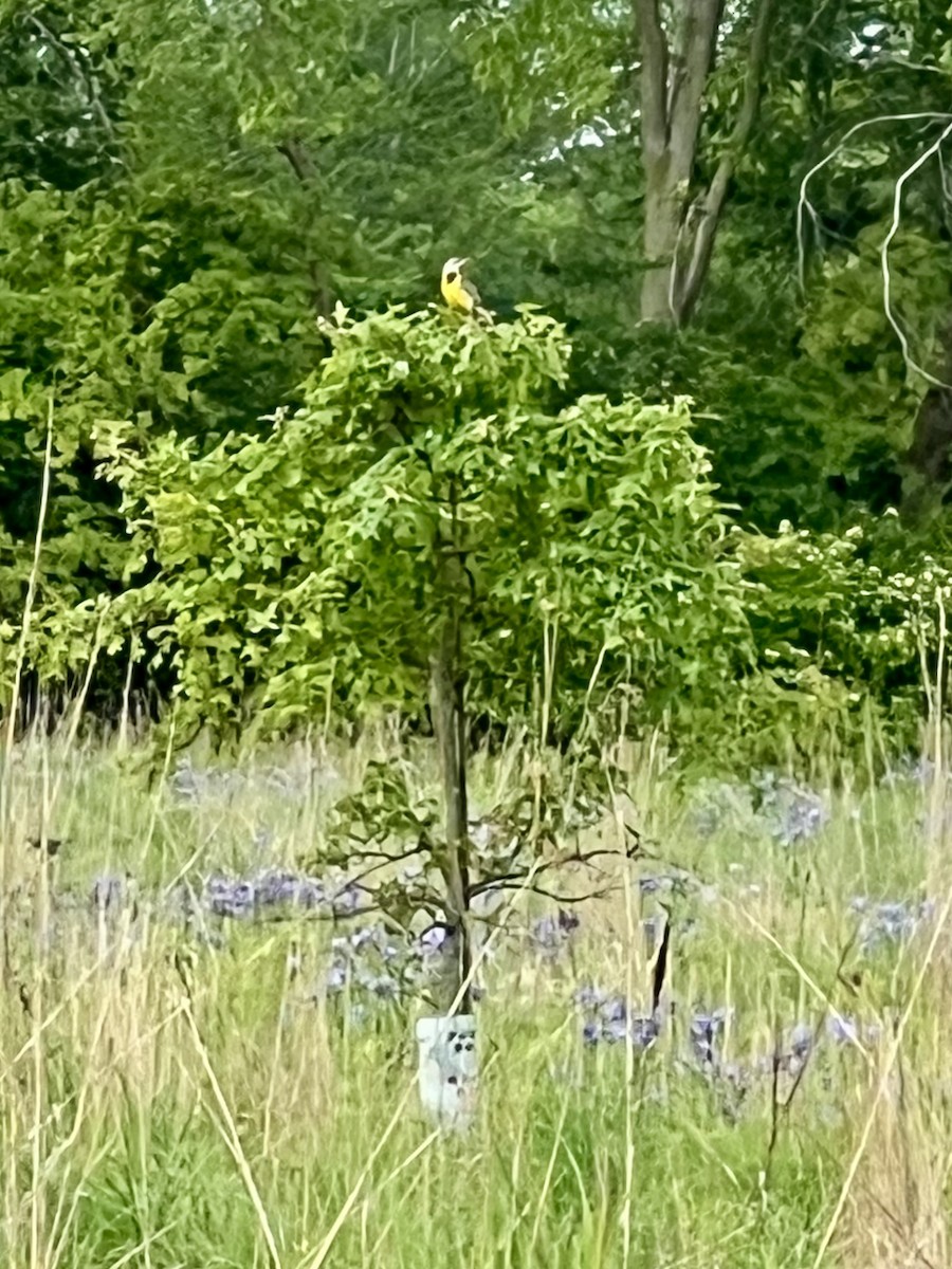 Eastern Meadowlark - ML637705047