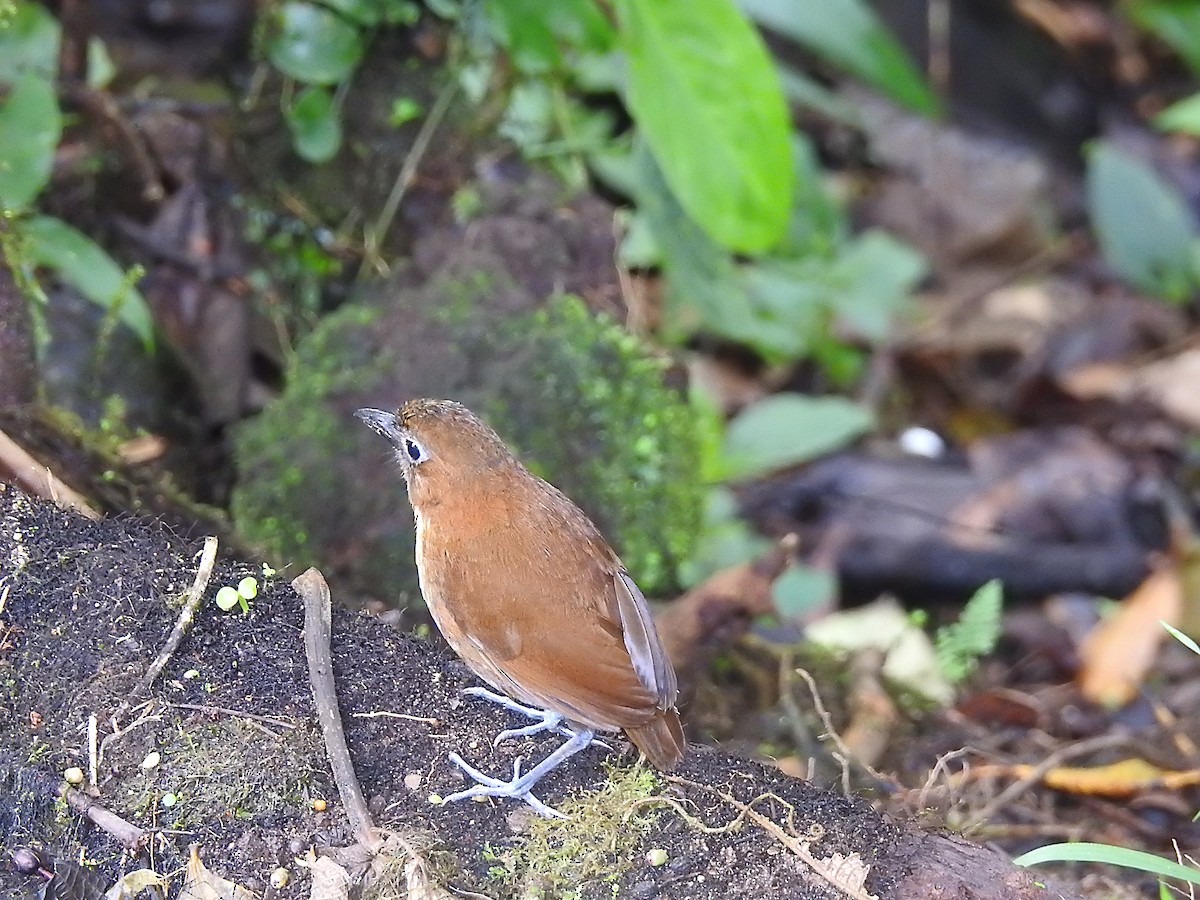 Yellow-breasted Antpitta - ML637705086