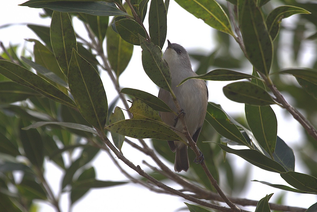 Zostérops gris - ML637705126