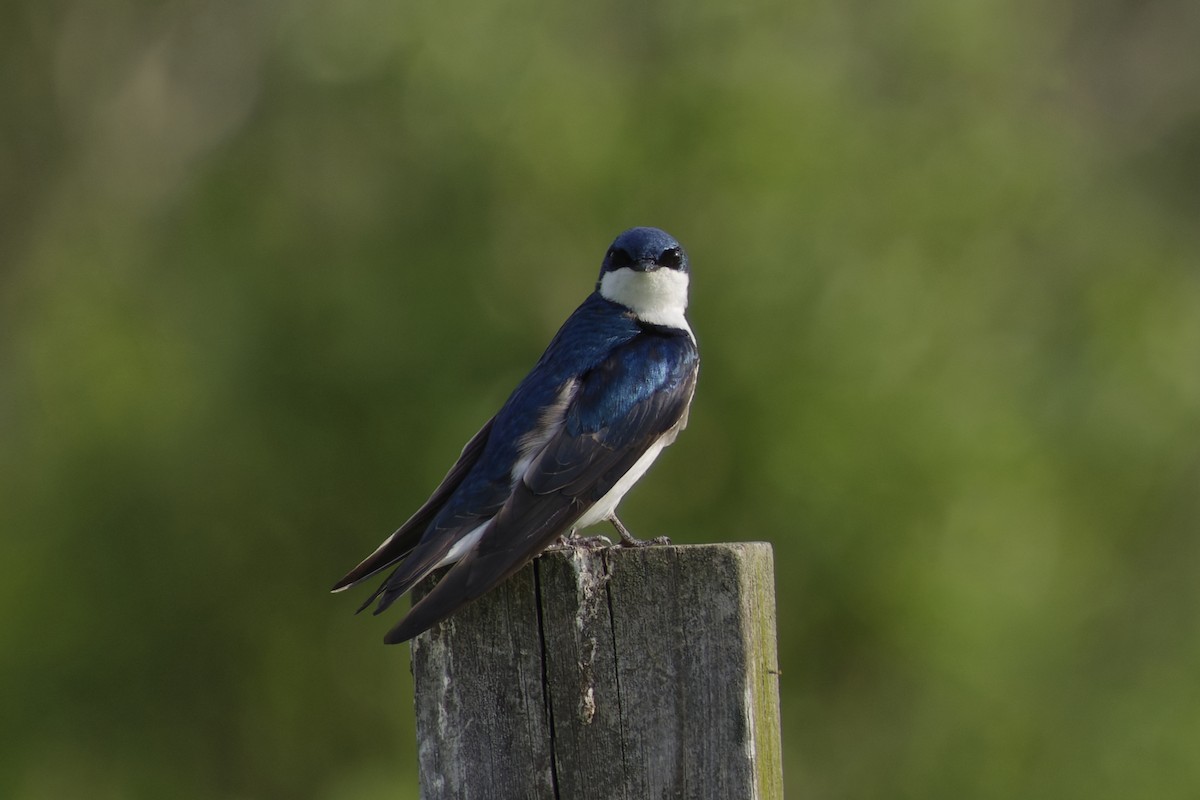 Tree Swallow - ML637705154