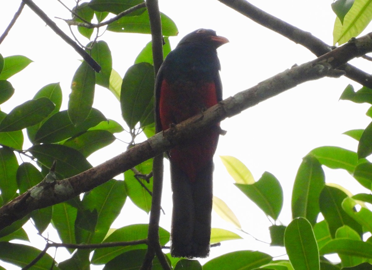Slaty-tailed Trogon - ML637705169