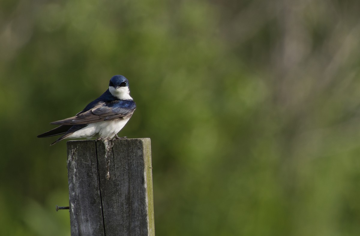 Tree Swallow - ML637705173