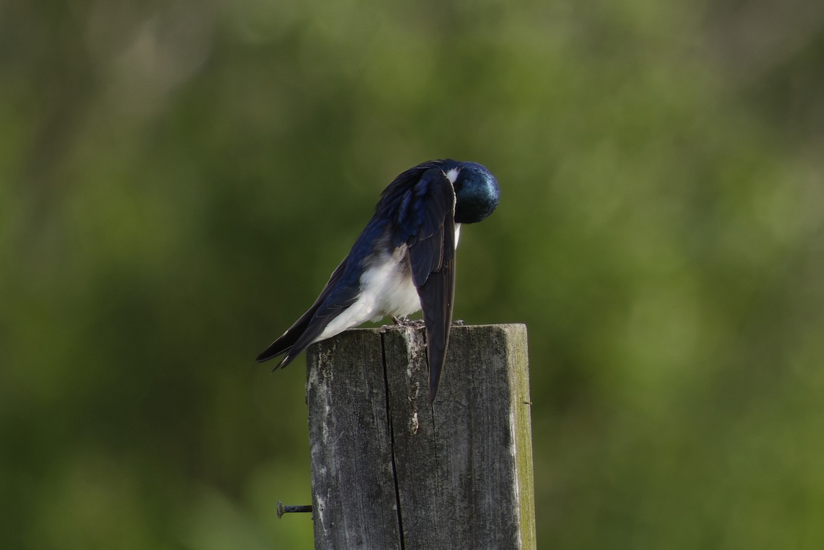 Tree Swallow - ML637705188