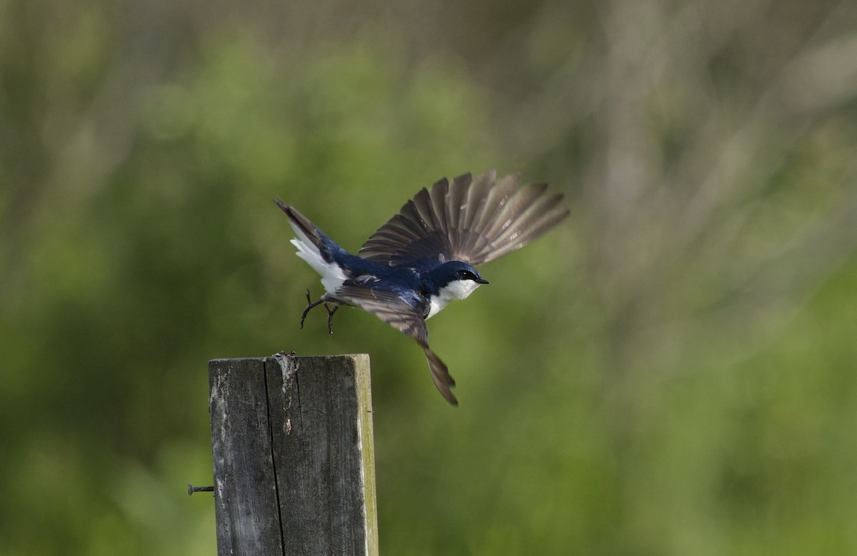 Tree Swallow - ML637705190