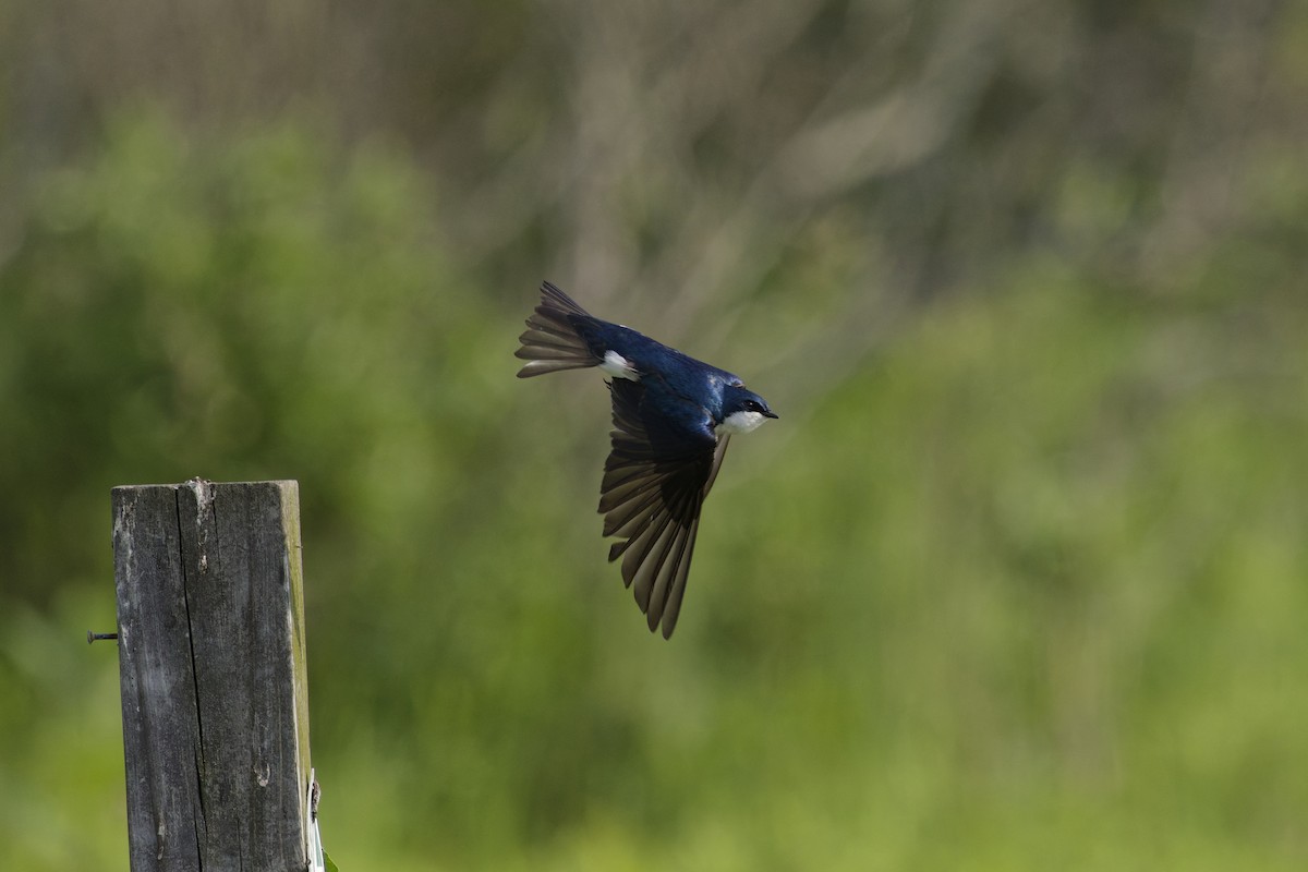 Tree Swallow - ML637705197