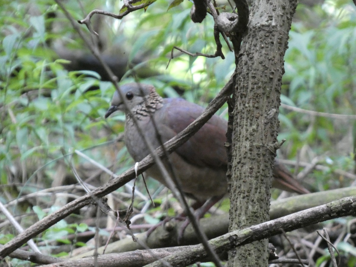 White-faced Quail-Dove - ML637705252