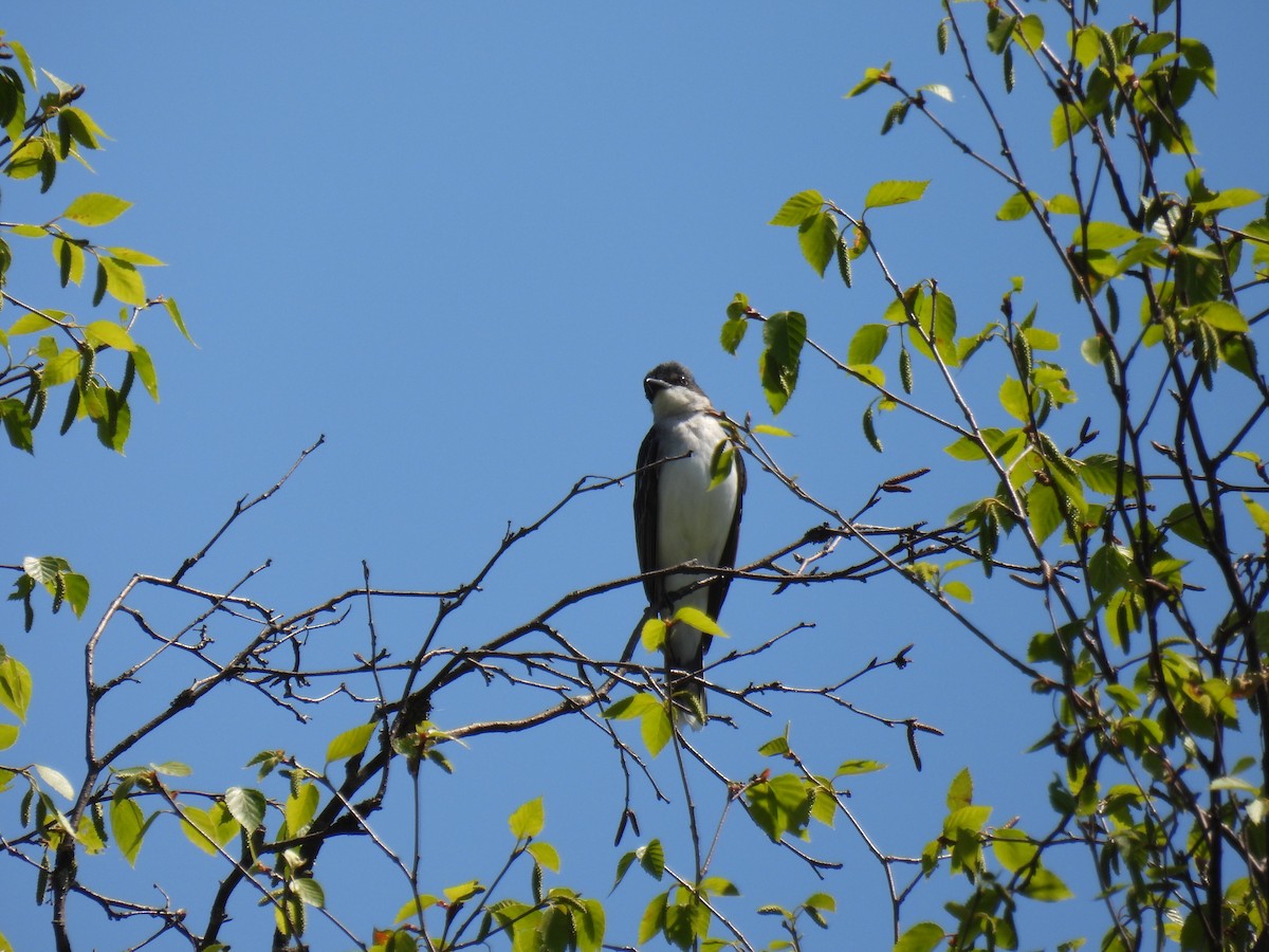 Eastern Kingbird - ML637705262