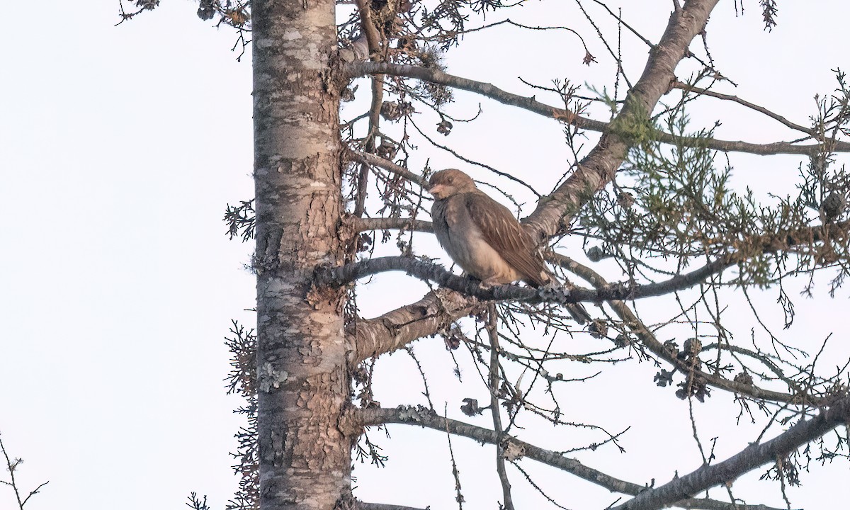 Greater Honeyguide - ML637705299