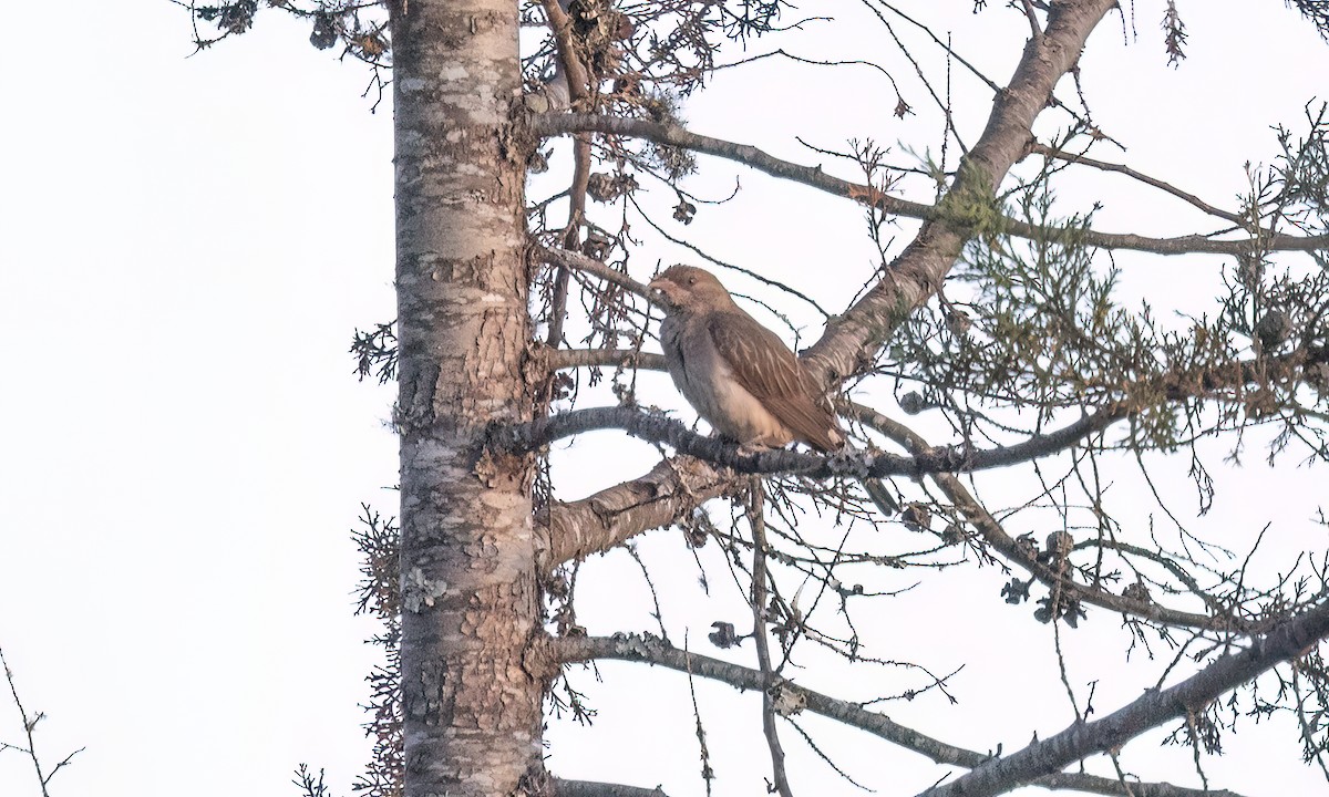 Greater Honeyguide - ML637705300