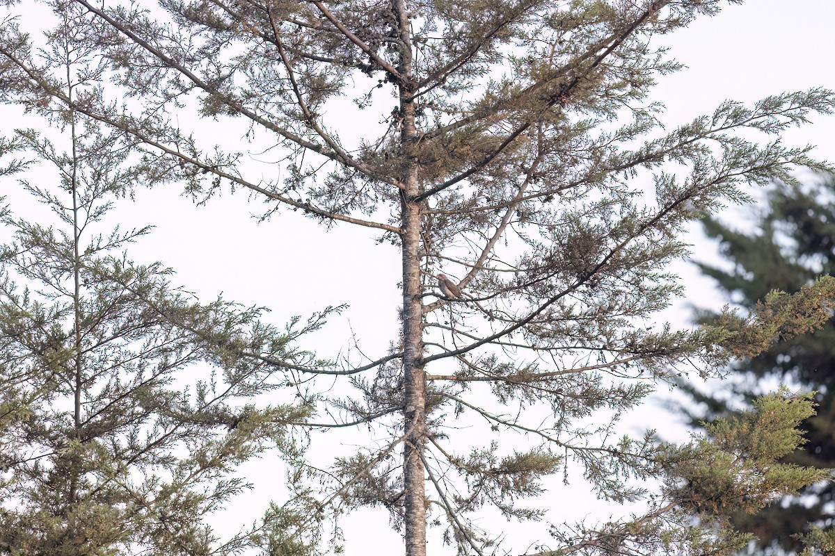 Greater Honeyguide - ML637705301