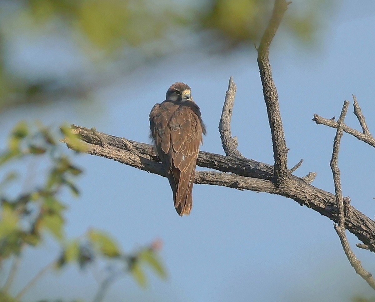 Lanner Falcon - ML637705339
