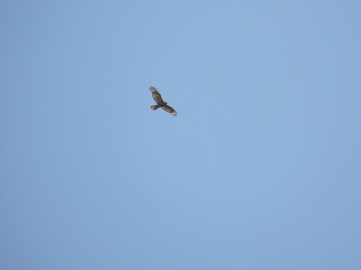 Red-shouldered Hawk - ML637705344