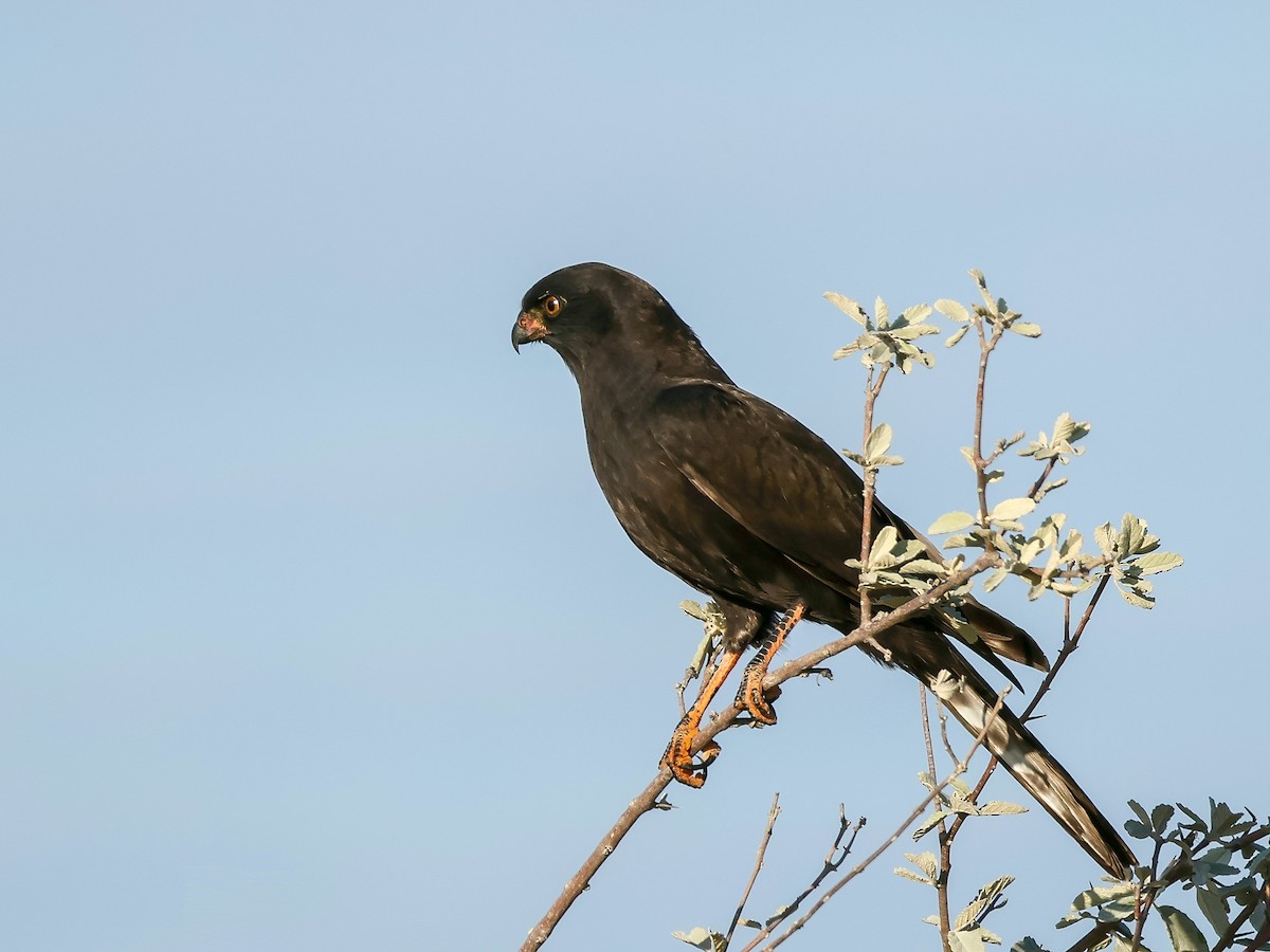 Gabar Goshawk - ML637705365