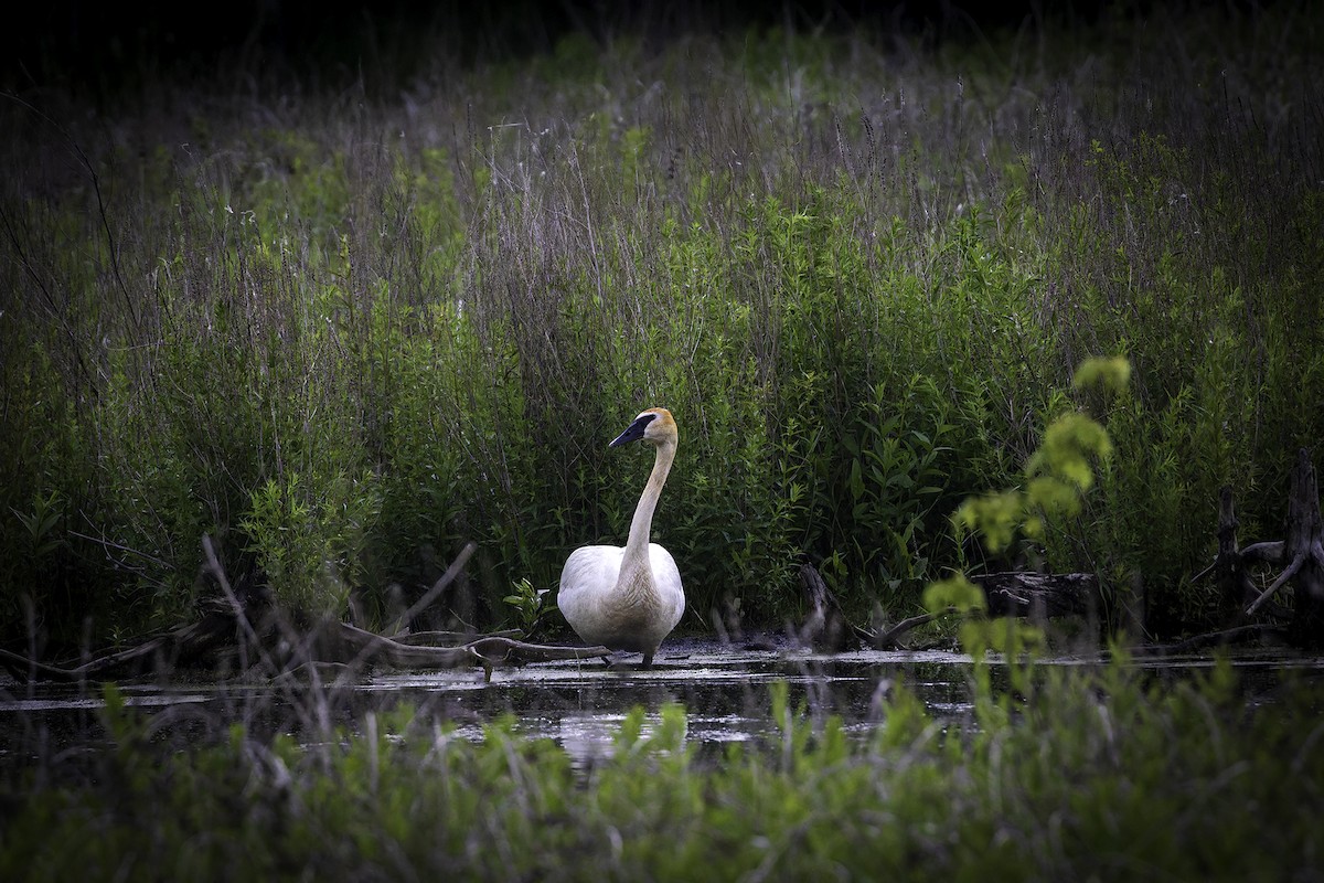 Trumpeter Swan - ML637705369